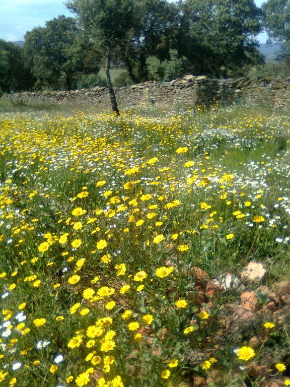 Casa Rural La Brena Talaván Dış mekan fotoğraf