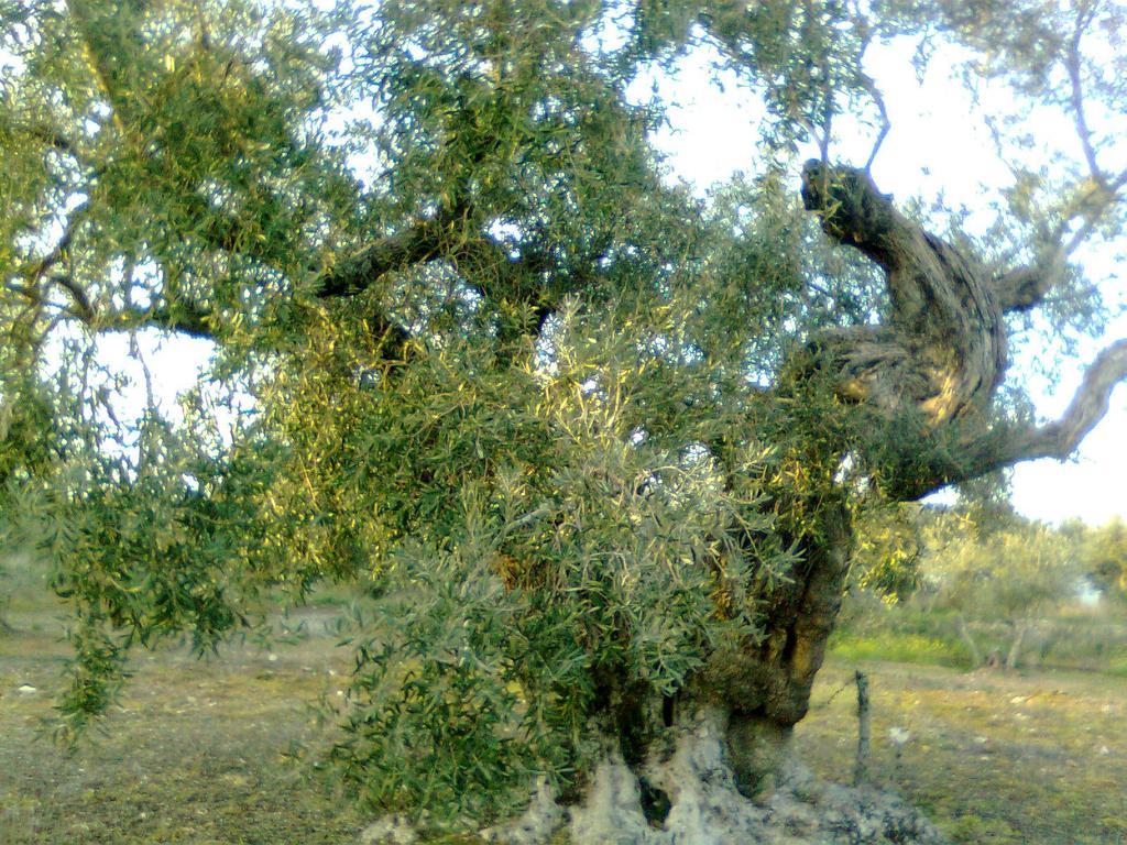 Casa Rural La Brena Talaván Dış mekan fotoğraf